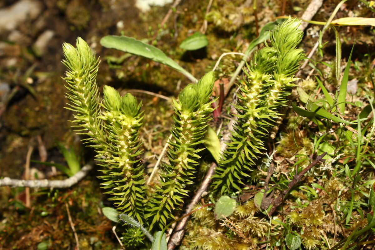 Huperzia selago / Licopodio abietino